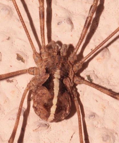 Metaphalangium sp.